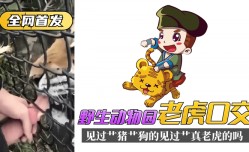 最新上市！【全网首发】野生动物园“老虎口交”见过艹猪艹狗的，见过艹真老虎的吗？