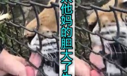 外国狠人让老虎给他口交牛逼